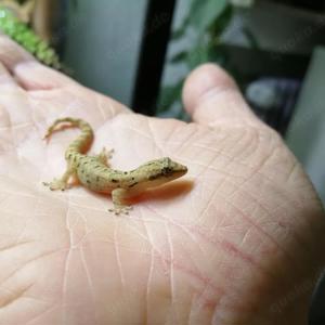 Jungferngeckos (Lepidodactylus lugubris) 