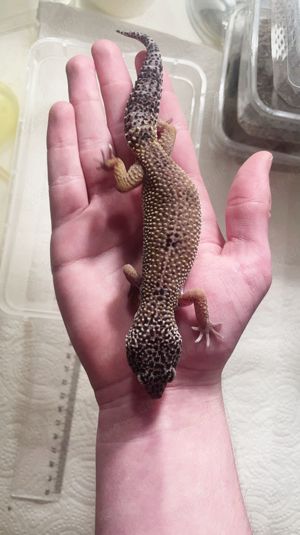 Leopardgecko Giant Weibchen aus 2023 