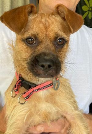 Französische Bulldogge Yorkshire Terrier Hündin 8Mon 5kg 35cm FRORKIE Ausreise nach Adoption 