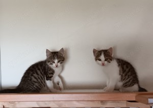 2 junge Katzenmädchen suchen ein neues Zuhause