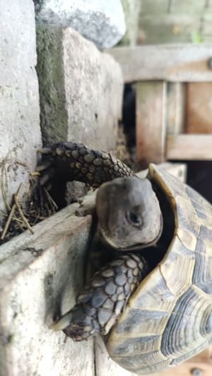 Schildkröte 11 Jahre männlich   Mit Papieren   Nicht fortpflanzungsfähig