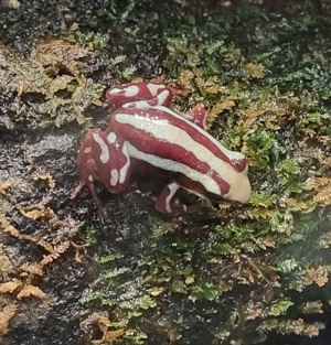 Epipedobates tricolor Nachzuchten abzugeben