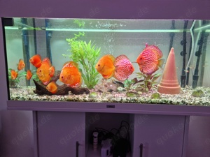    juwel    Aquarium mit diskus fische verkaufen 