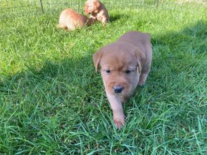 Labrador-Welpen, foxred, champagne, reinrassig