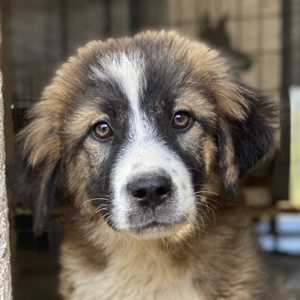 Kroos, geb. ca. 03 2024, lebt in GRIECHENLAND, im städt. Tierheim Serres