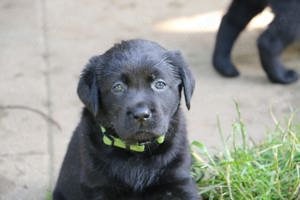 Labradorwelpen aus Zucht