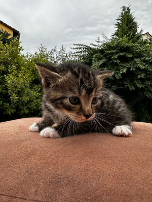 4 Bengal BKH Mischling Kitten