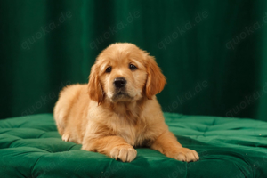 Golden Retriever Welpen bieten Bund fürs Leben