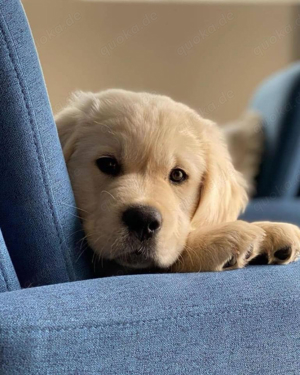 Golden Retriever Welpen bieten Bund fürs Leben