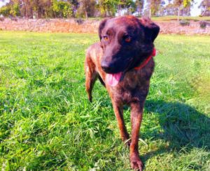 Helfen Sie Lua dabei zu funkeln? Bild 2