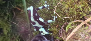 Dendrobates Auratus Karibik 5er Gruppe 