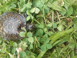 Europäische Sumpfschildkröten 