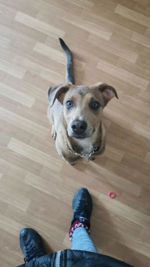 weimaraner malinoi mix