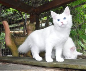 Sibirische Kitten  mit Stammbaum sind auf der Suche nach dem BESTEN für immer - Zuhause
