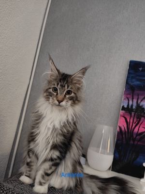 Maine Coon mit Papieren 