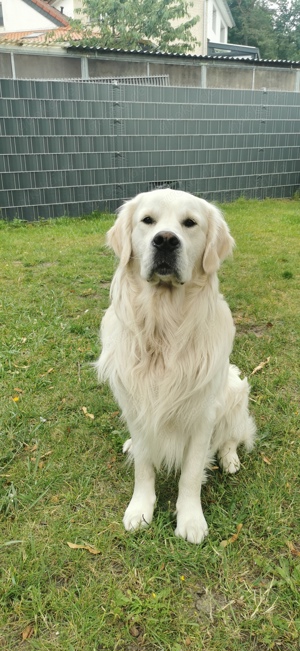 Deckrüde Golden Retriever creme Sami Benji von der Friedenseiche 