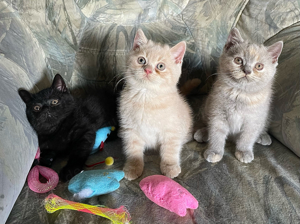 BKH u. BLH Kitten suchen ein liebevolles Heim