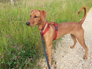 Deutscher Pinscher, Hündin, 8 Monate sucht neues Zuhause