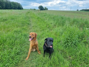 Welpen Labradormix