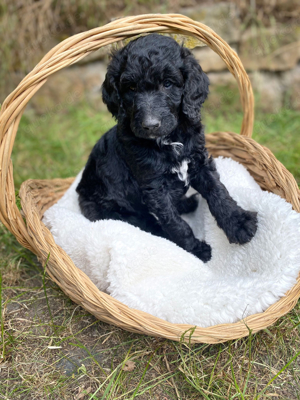 Shepadoodle Welpen (nur noch 2 von 7 verfügbar)