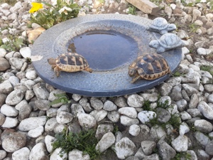 Breitrandschildkröten Nachzucht testudo marginata 