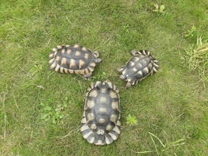 Breitrandschildkröten Zuchtgruppe testudo marginata 