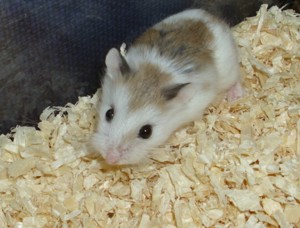 Roborowski Zwerghamster, weiblich, gescheckt, Hamster
