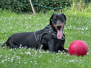 Dobermannrüde schwerer Fall 2 Jahre alt