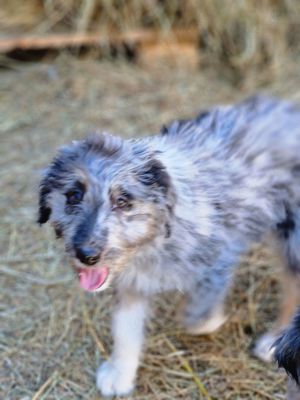 Aussiedoodle F1 Standard Australian Shepherd x Großpudel 