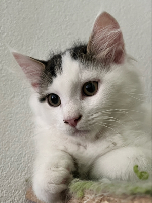 Maine Coon Kitten