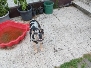 Old English Bulldog 