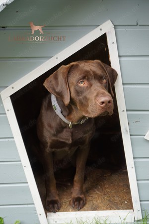 Labrador Deckrüde in Braun