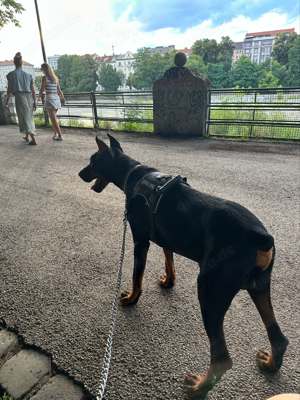 Dobermann 1,5 Jahre alt - RESERVIERT