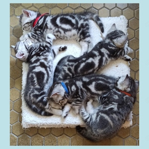Reinrassige Whiskas BKH Kitten in Black Silver Tabby Classic und seal point tabby Classic 
