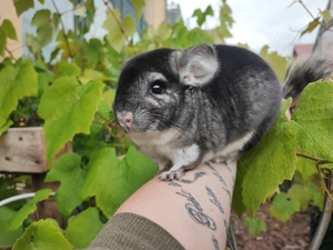 Chinchilla Jungtiere 