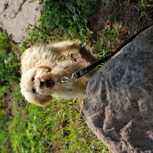 kleine Goldendoodle Hündin