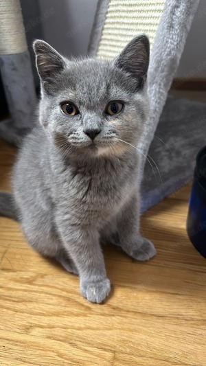 Babykatze Britisch Kurzhaar