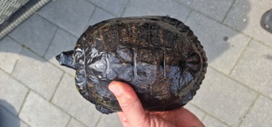 Cumberland Schmuckschildkröte zu verschenken 