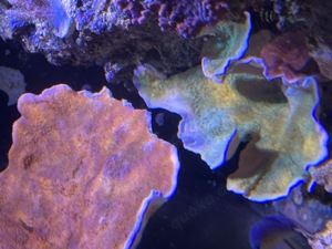 Ableger Korallen Meerwasser