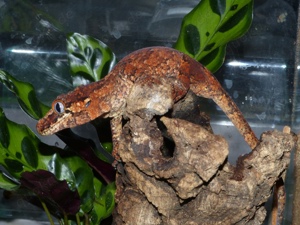 Rhacodactylus auriculatus   Höckerkopfgeckos 