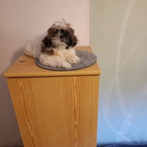 Shih-tzu 