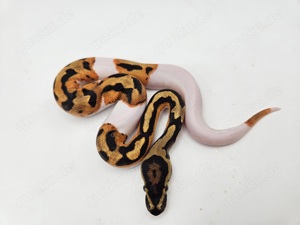 0.1 OD Piebald het Clown Königspython Python Regius Schlange