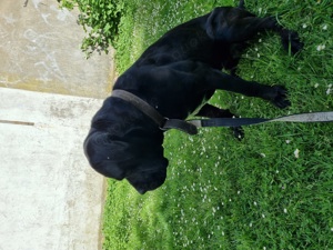 Cane Corso 28 Monate alt