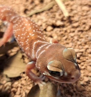 Knopfschwanzgecko Männchen (Nephrurus levis levis)