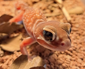 Knopfschwanzgecko Männchen (Nephrurus levis levis)