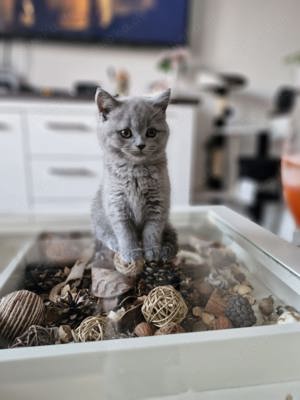 Wunderschöne Kitten abzugeben! 
