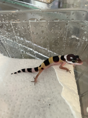 Leopardengecko Babys bereit zur Abgabe 