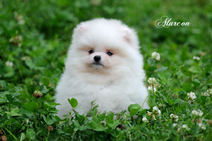 Pomeranian Zwergspitz weiß-creme Teddybärchen Welpen aus Deutscher Zucht