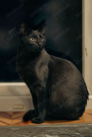 Katze Salem sucht Zuhause mit Freigang Bild 3