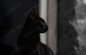 Katze Salem sucht Zuhause mit Freigang Bild 5